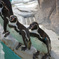 ペンギン