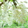 藤の花