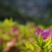 初夏の芽吹き