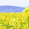 菜の花×ネモフィラ