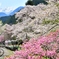 春、歓ぶ