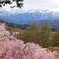 桜のむこうの雪山