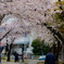 羽田空港周辺　桜