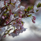 羽田空港周辺　桜