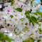 羽田空港周辺　桜