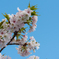 羽田空港周辺　桜
