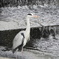 DSCN0424