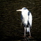 DSCN0582