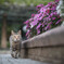 なでしこ