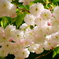 参道に咲く八重桜。