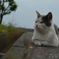 海辺の猫