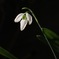 snow drop