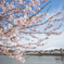桜と鳥海山