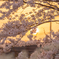 夕景の桜