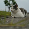 海辺の猫その2