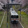 桜に囲まれて