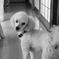 愛犬パピー