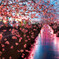 夜桜