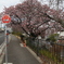 バス停の桜
