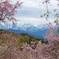 桜と北アルプス