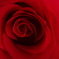 薔薇