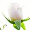 薔薇