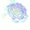 光の中の花（薔薇）