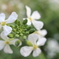 赤い大根の花