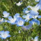  名の知れぬ花