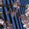 Sakura near company took in lunchtime 