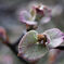 1905PETORI cc auto 50f1.8_001