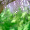 HANA-HANA  167   藤の花
