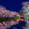上杉神社の夜桜