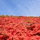 葛城山の春