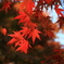 16時30分の紅葉