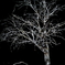 Witch's tree