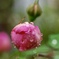 雨に濡れて１