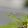 カマちゃん荒野を目指す