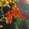 紅葉