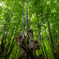 Rain forest