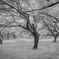 silent dance