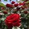 72C66E12-73BC-451F-BA1C-848C68B1E4B1