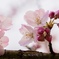 フルサイズ練習に、お花見