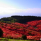 葛城山ツツジ