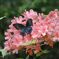 輝く翅　１　DSC_4404