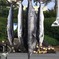 神津(こうず)島で釣ったカジキ