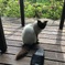 遊びに来たよ