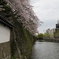 和歌山の桜