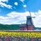 チューリップ