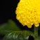 ポンポン菊(一輪挿し)